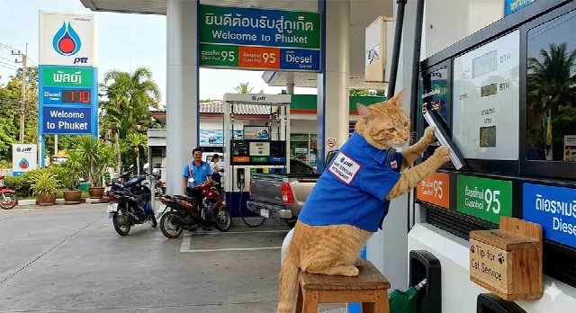 Gas (petrol) stations in Phuket, types and prices of fuel in Thailand
